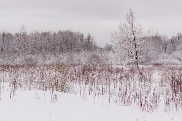 Spazi invernali nel Parco Babolovsky Foresta di sfondo in inverno
