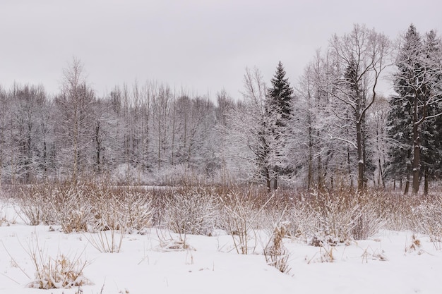 Spazi invernali nel Parco Babolovsky Foresta di sfondo in inverno