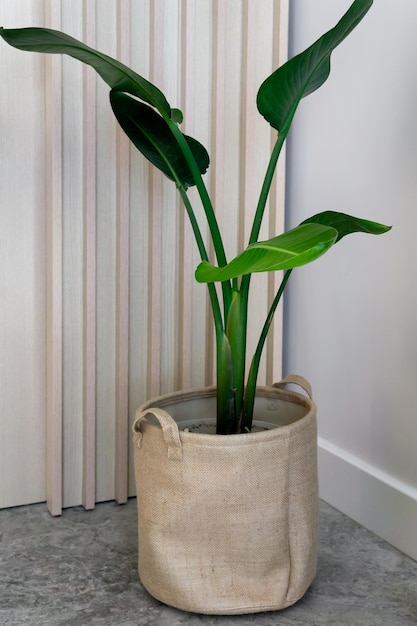 Spazio decorato di una casa con una pianta verde e un vaso di fiori coperto con una decorazione di borsa decorativa e un concetto di casa