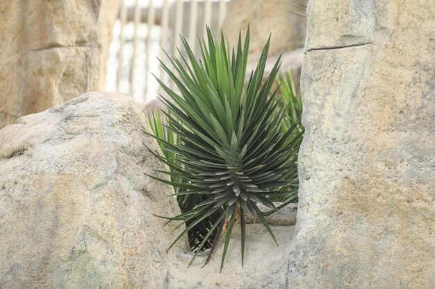 spazio verde decorativo di piante primavera tropicale naturale sfondo vivente di foglie