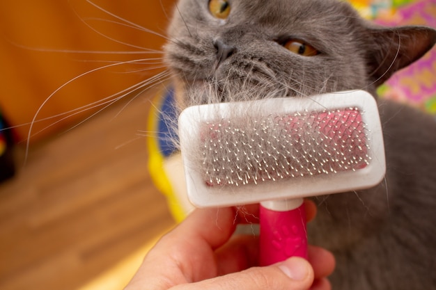 Spazzola per animali domestici con pelliccia grigia dopo la toelettatura