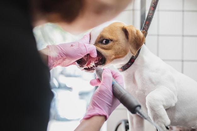 Spazzolare i denti di un cane da un salone di toelettatura foto di alta qualità