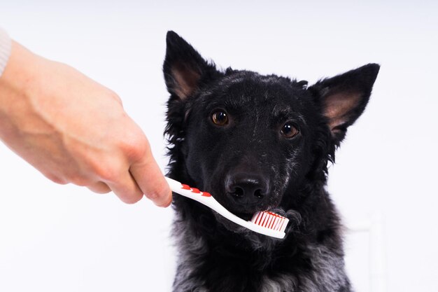 Spazzolare i denti di un cane La mano maschile tiene lo spazzolino da denti animale Concetto di igiene degli animali domestici