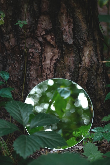 Specchio rotondo nell'immagine d'avanguardia dell'estratto della foresta verde scuro vicino al concetto della natura