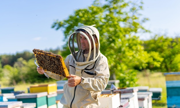 Specialista dell'apicoltura che lavora con l'agricoltura del miele Allevamento estivo delle api