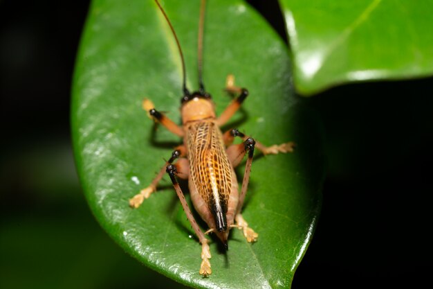 Specie autoctone di insetti nella foresta pluviale