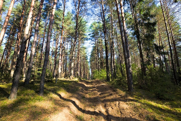 Specie di alberi alti e bassi che crescono in un bosco misto, all'inizio della stagione autunnale di settembre