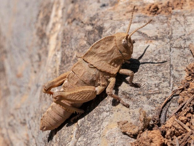 Specie di cavalletta Insetto Malaga Spagna