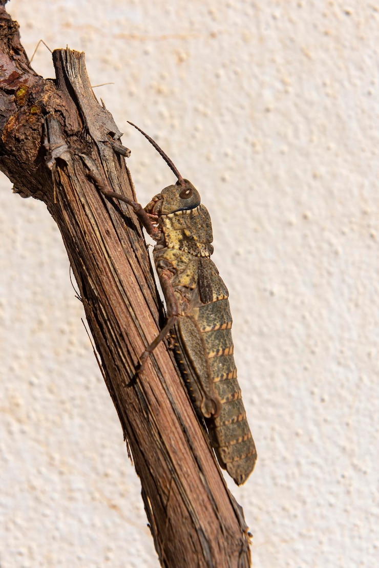 Foto specie di cavalletta insetto malaga spagna