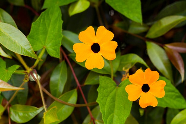 Specie invasive del fiore dell'occhio del poeta in Sud America