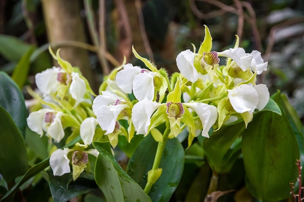 Specie rara di fiori di orchidea