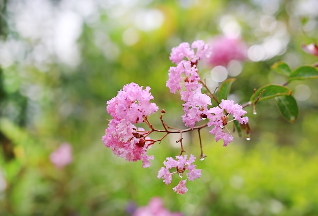 Speciosa di Lagerstroemia o fiore di Bang lang del subcontinente indiano.