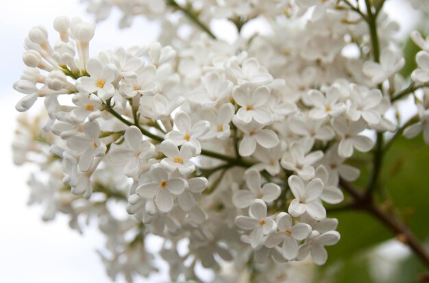 Spennellare il lilla bianco in fiore sul cespuglio in forma naturale