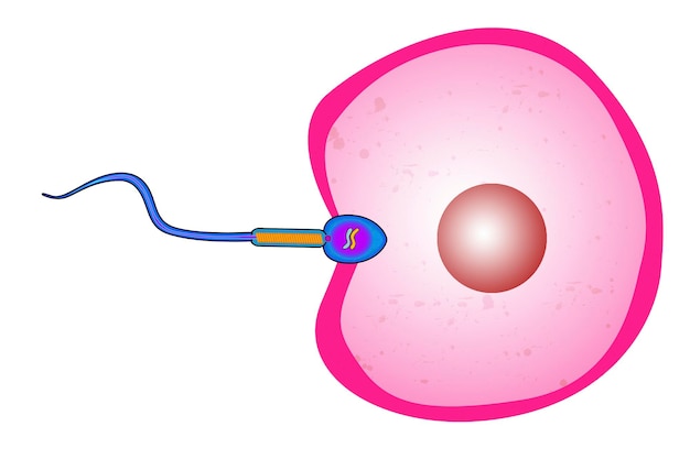 Sperm cell entry into the ovum egg cell