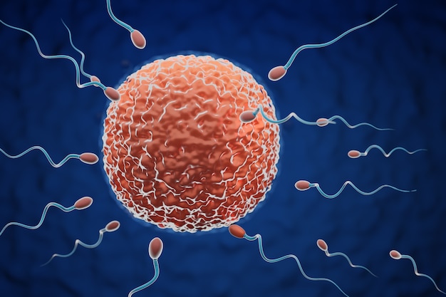 Sperm swimming towards the orange egg in a dark background. 3D Illustration Rendering.