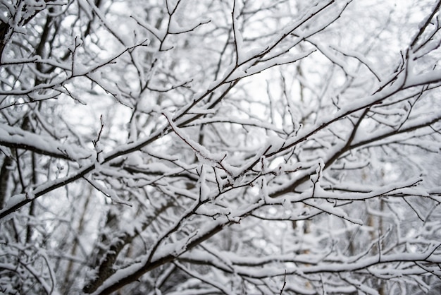 Spessi rami di alberi coperti di neve