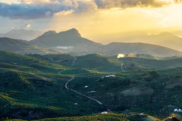 Spettacolare tramonto sui campi pieni di ulivi nella catena montuosa di Grazalema Cadice Spagna