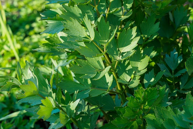 Spezie ed erbe aromatiche Pianta di levistico Levisticum officinale che cresce in giardino