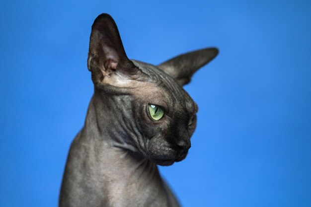 Sphynx canadese senza peli su sfondo blu