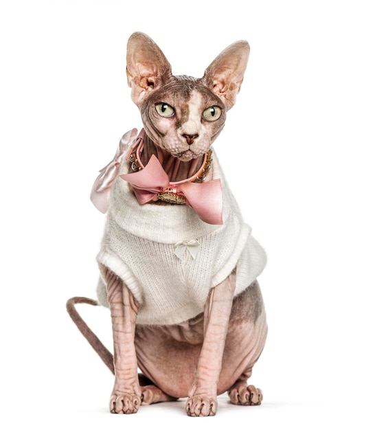 Sphynx cat dressup rosa isolato su bianco