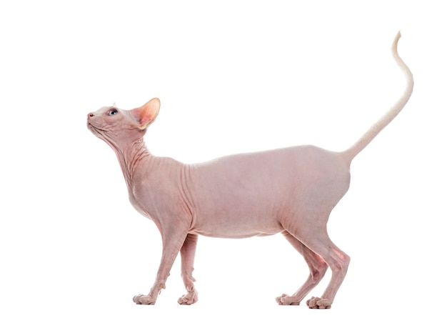 Sphynx davanti a un muro bianco