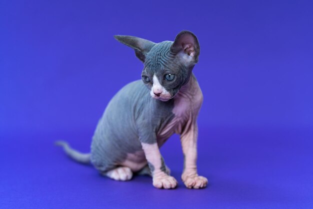 Sphynx gatto glabro di colore blu e bianco che guarda attentamente seduto su sfondo blu