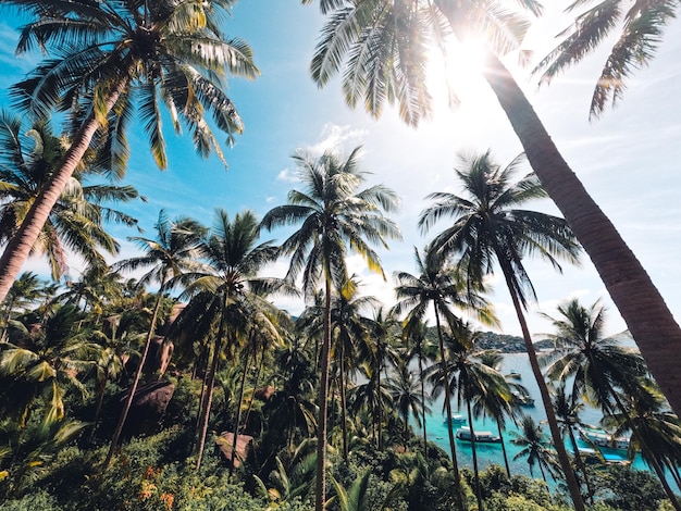 Spiagge e palme da cocco su un'isola tropicale