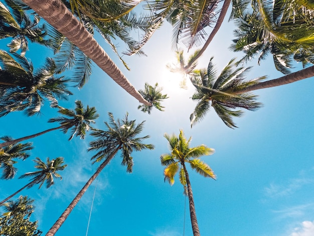 Spiagge e palme da cocco su un'isola tropicale