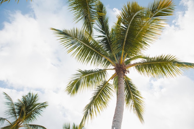 Spiaggia appartata sull'isola di Saona La Romana Repubblica Dominicana