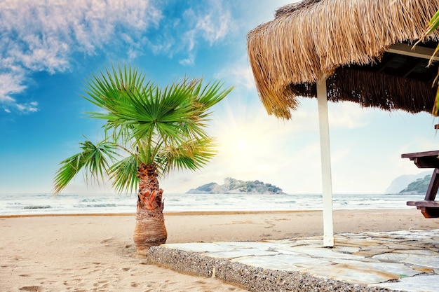 Spiaggia con palme contro il cielo blu