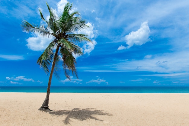 spiaggia con palme e mare tropicale