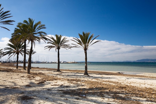 Spiaggia con palme in inverno, porto sullo sfondo, Arenal, Maiorca, isole Baleari, Spain