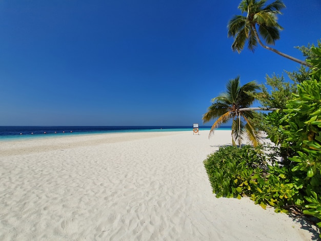 Spiaggia del mare in Maldive, con alberi di cocco e lo sfondo del cielo.