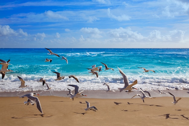 Spiaggia dell&#39;isola di cantante a Palm Beach Florida Stati Uniti