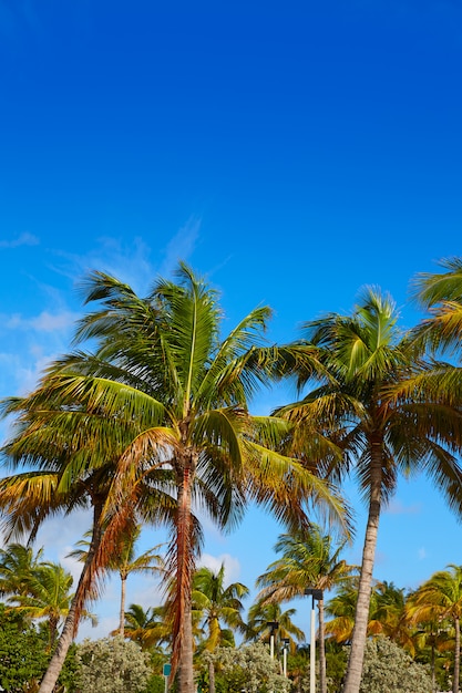 Spiaggia dell&#39;isola di cantante a Palm Beach Florida Stati Uniti