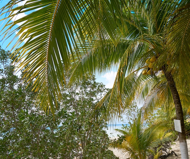 Spiaggia dell&#39;isola di Cozumel in Riviera Maya