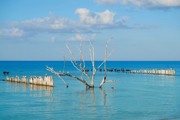 Spiaggia dell&#39;isola di Holbox negli uccelli di mare del Messico