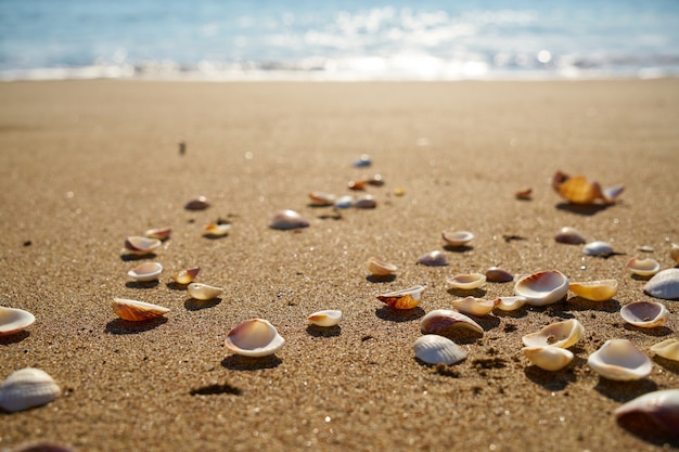 Spiaggia, dettaglio, fondo