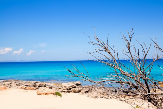 Spiaggia di Escalo di Formentera con rami secchi