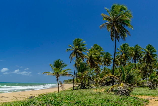 Spiaggia di Imbassai vicino a Salvador Bahia Brasile Coconut grove in riva al mare