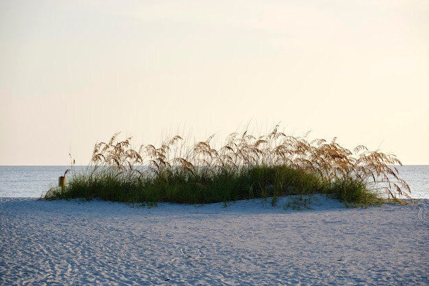 Spiaggia di mare con piccole dune di sabbia e vegetazione erbosa nelle calde serate estive