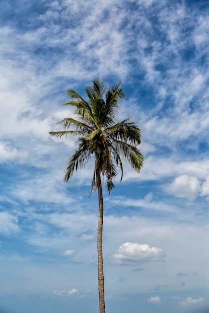 Spiaggia di Negombo allo Sri Lanka