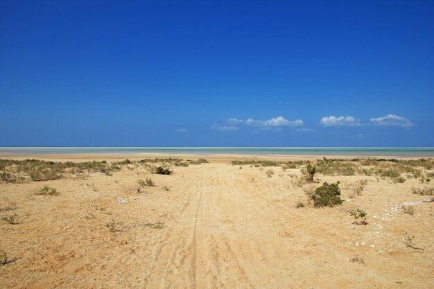 Spiaggia di Qalansiyah Isola di Socotra Oceano Indiano Yemen