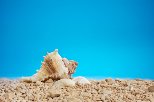 Spiaggia di sabbia con conchiglia e cielo blu brillante in uno spazio di sfondo di un giorno d'estate per il testo holidaytraveltou