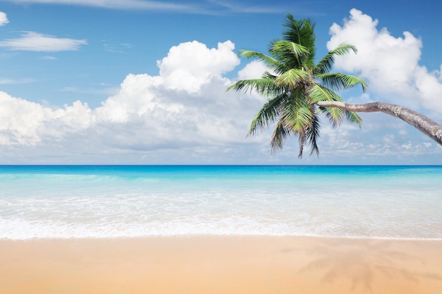 Spiaggia di sabbia di mare e palma