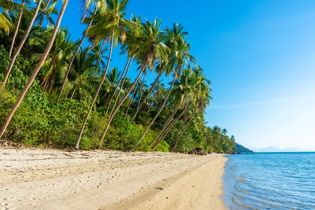 Spiaggia di sabbia di un paradiso deserta isola tropicale. Le palme sporgono sulla spiaggia. Sabbia bianca. Acqua blu dell'oceano. Riposa lontano dalle persone