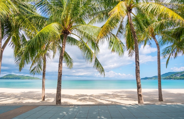 Spiaggia di sabbia e palme del mare