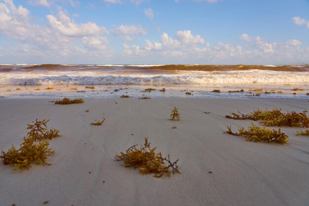 Spiaggia di sabbia tropicale con acqua limpida come sfondo