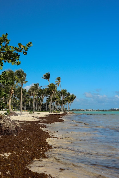 Spiaggia dominicana delle alghe