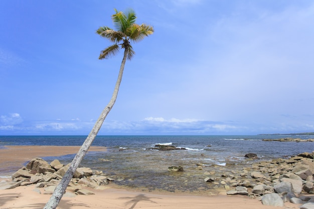 Spiaggia e cielo blu con palme da cocco in Ghana